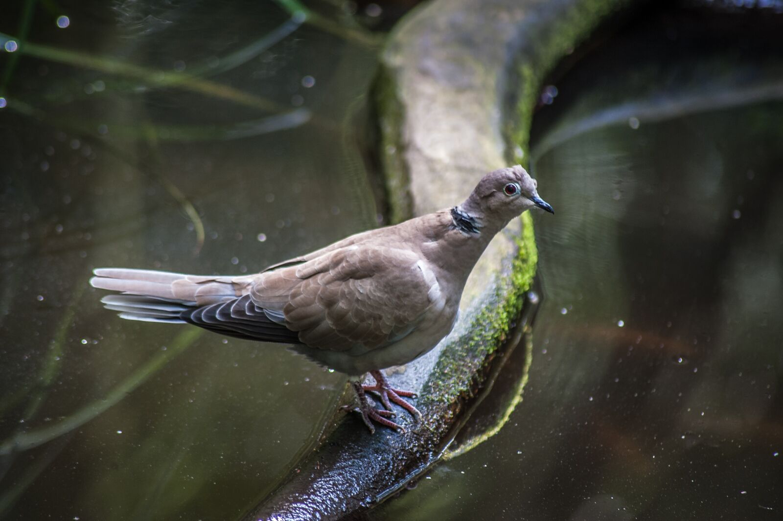 Nikon D700 sample photo. Wild pigeon, water, branch photography
