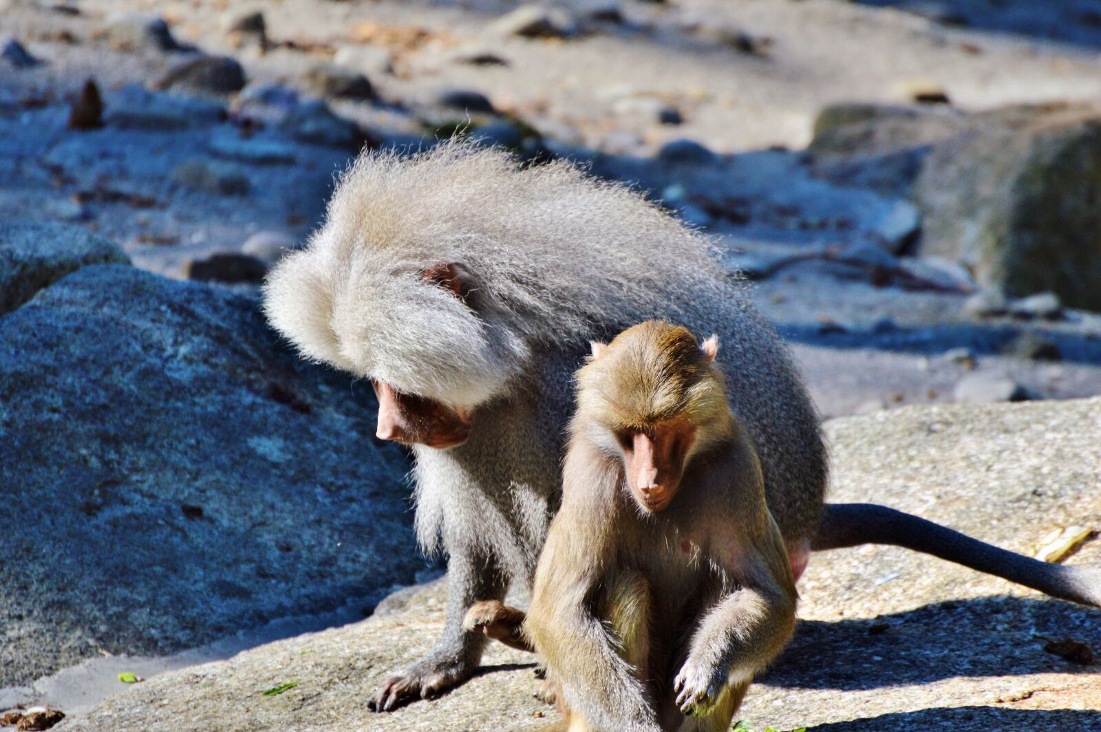 Nikon D3200 sample photo. Monkey, baboon, animal photography