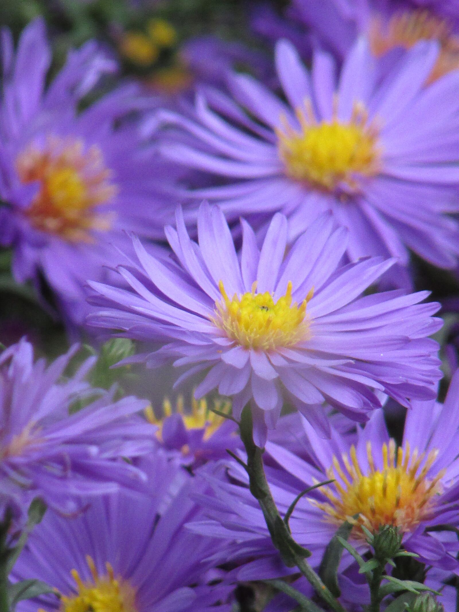 Canon PowerShot SX400 IS sample photo. Nature, flower, plant photography
