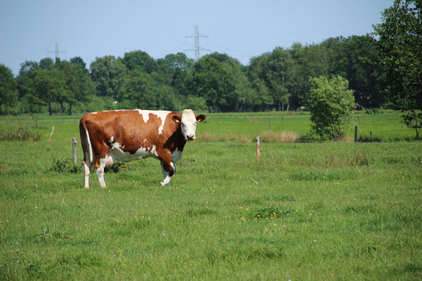 Canon EOS 1300D (EOS Rebel T6 / EOS Kiss X80) + Canon TS-E 90mm F2.8 Tilt-Shift sample photo. Cow, pasture, meadow photography