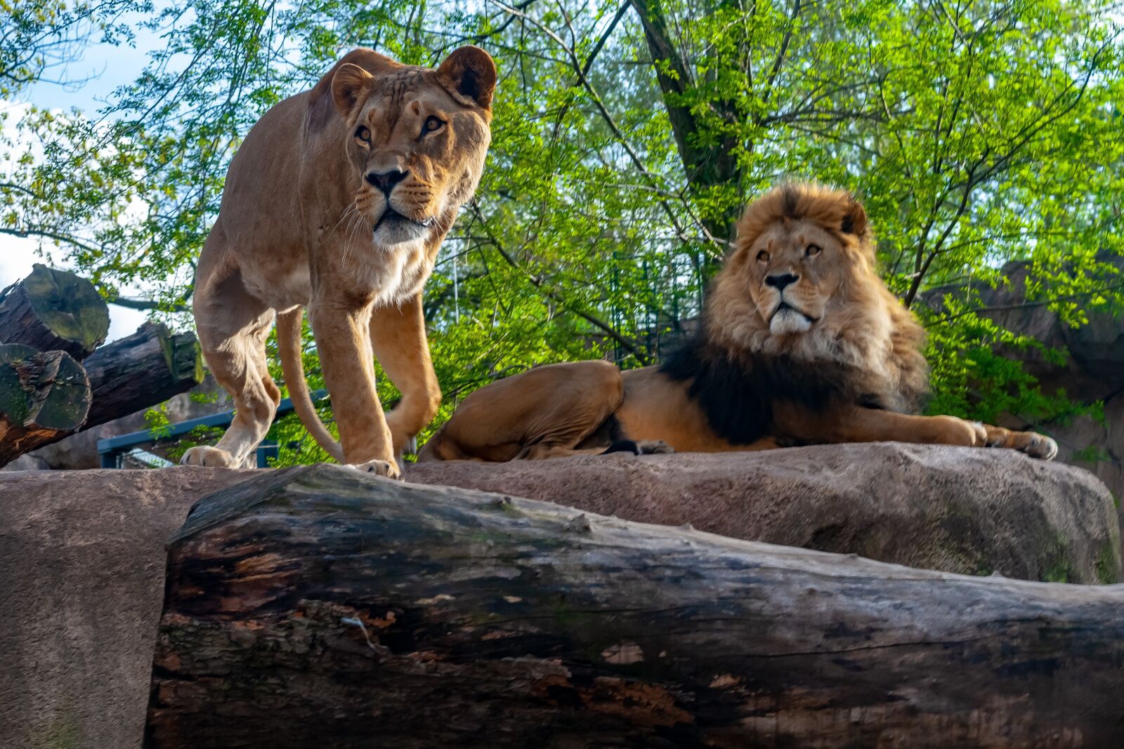 Canon EOS 400D (EOS Digital Rebel XTi / EOS Kiss Digital X) sample photo. Lions, eyes, look photography