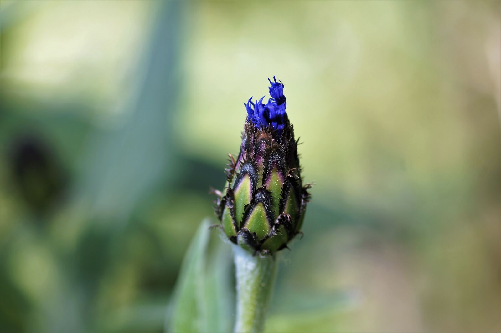 Sony SLT-A58 sample photo. Bud, cornflower, garden photography