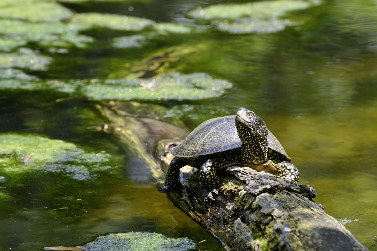 Nikon D3200 sample photo. European, marsh turtle, turtle photography