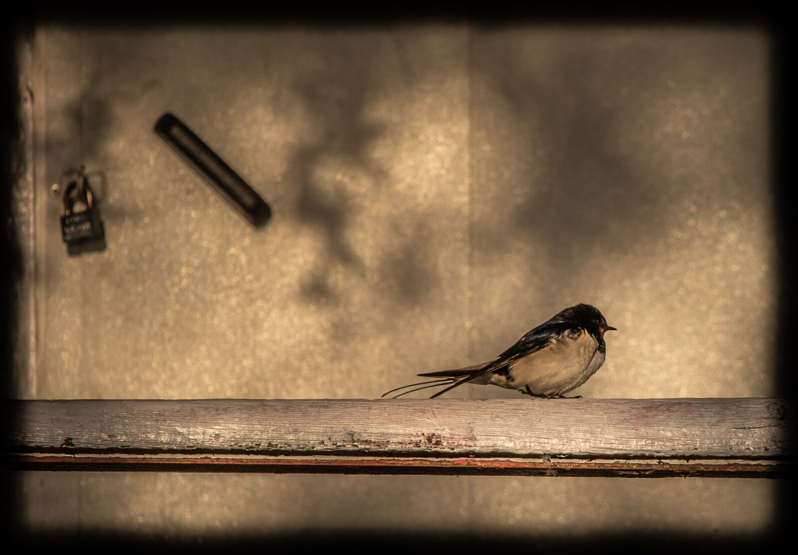 Canon EF-S 18-135mm F3.5-5.6 IS USM sample photo. Bird, swallow, railing photography