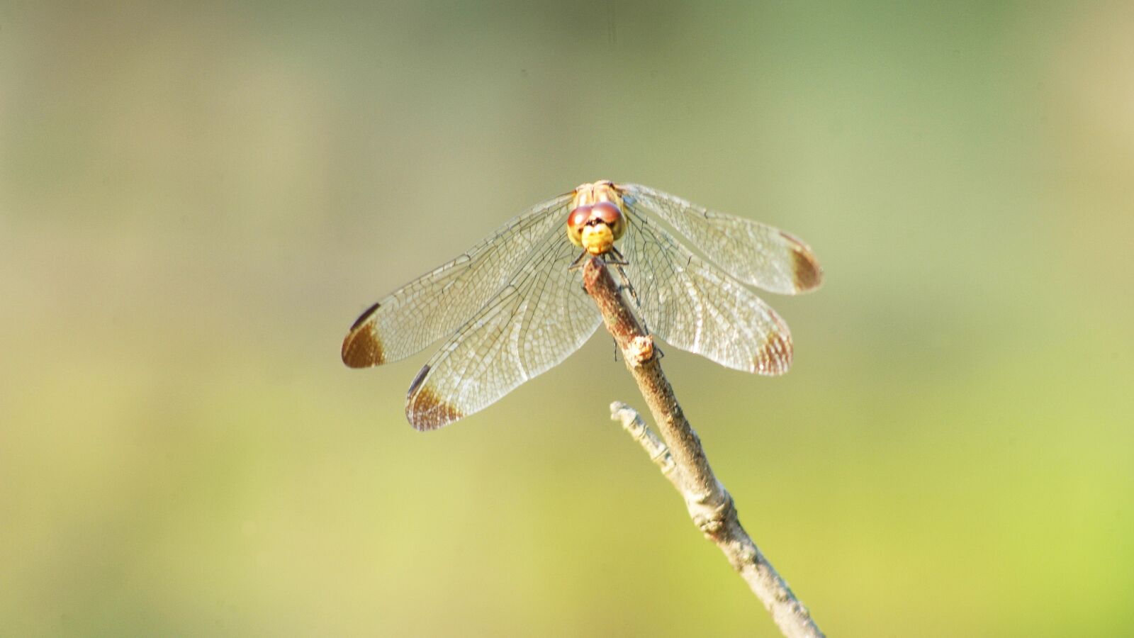 Fujifilm FinePix S3 Pro sample photo. Dragonfly, red dragonfly, autumn photography
