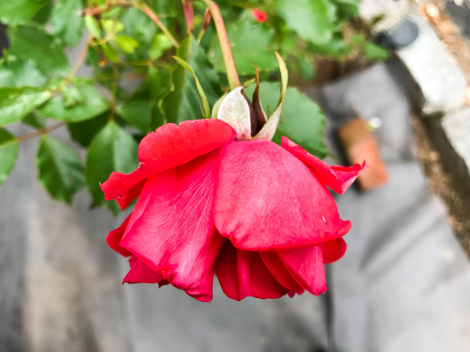 Apple iPhone 7 sample photo. Red, roses, petal photography