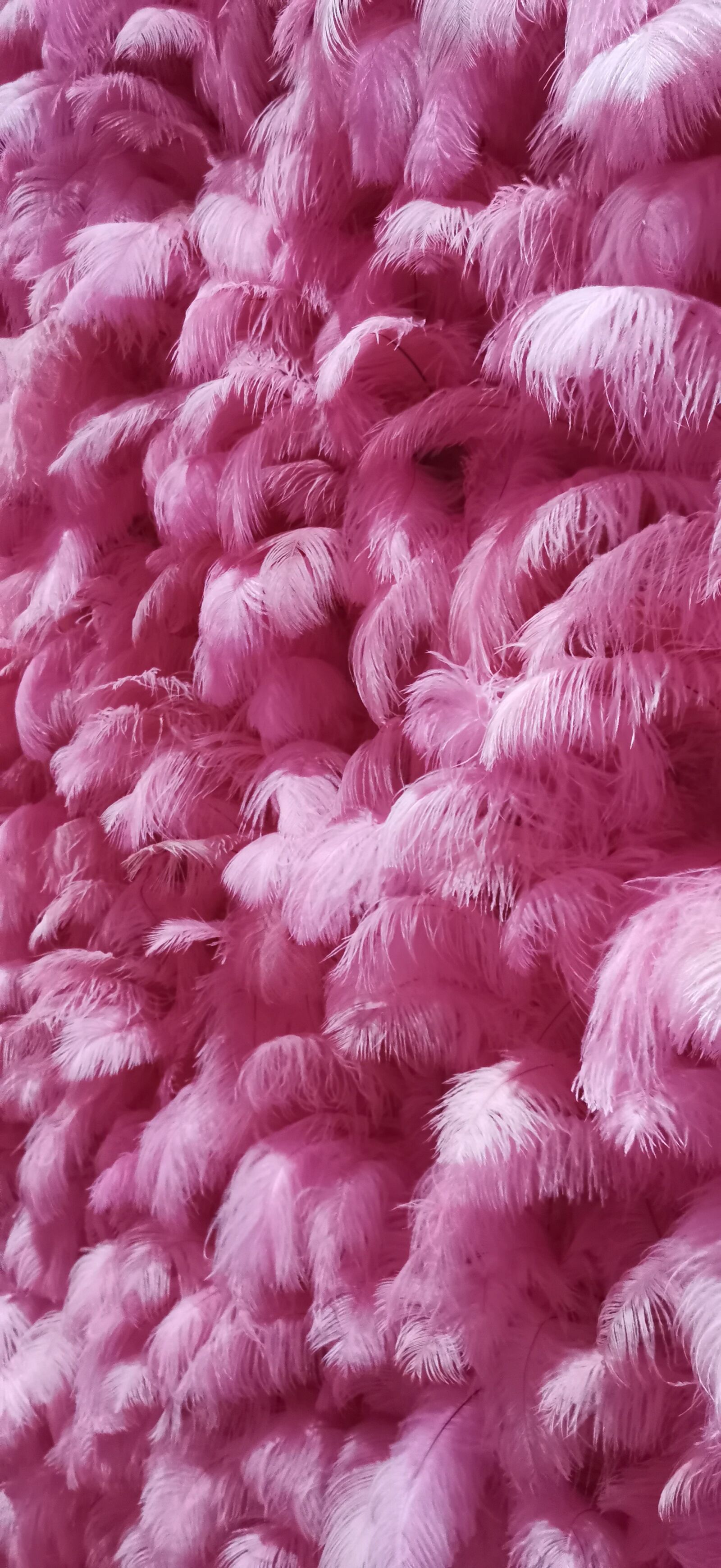 HUAWEI YAL-AL00 sample photo. Pink-feathers, background-wall, shenyang photography