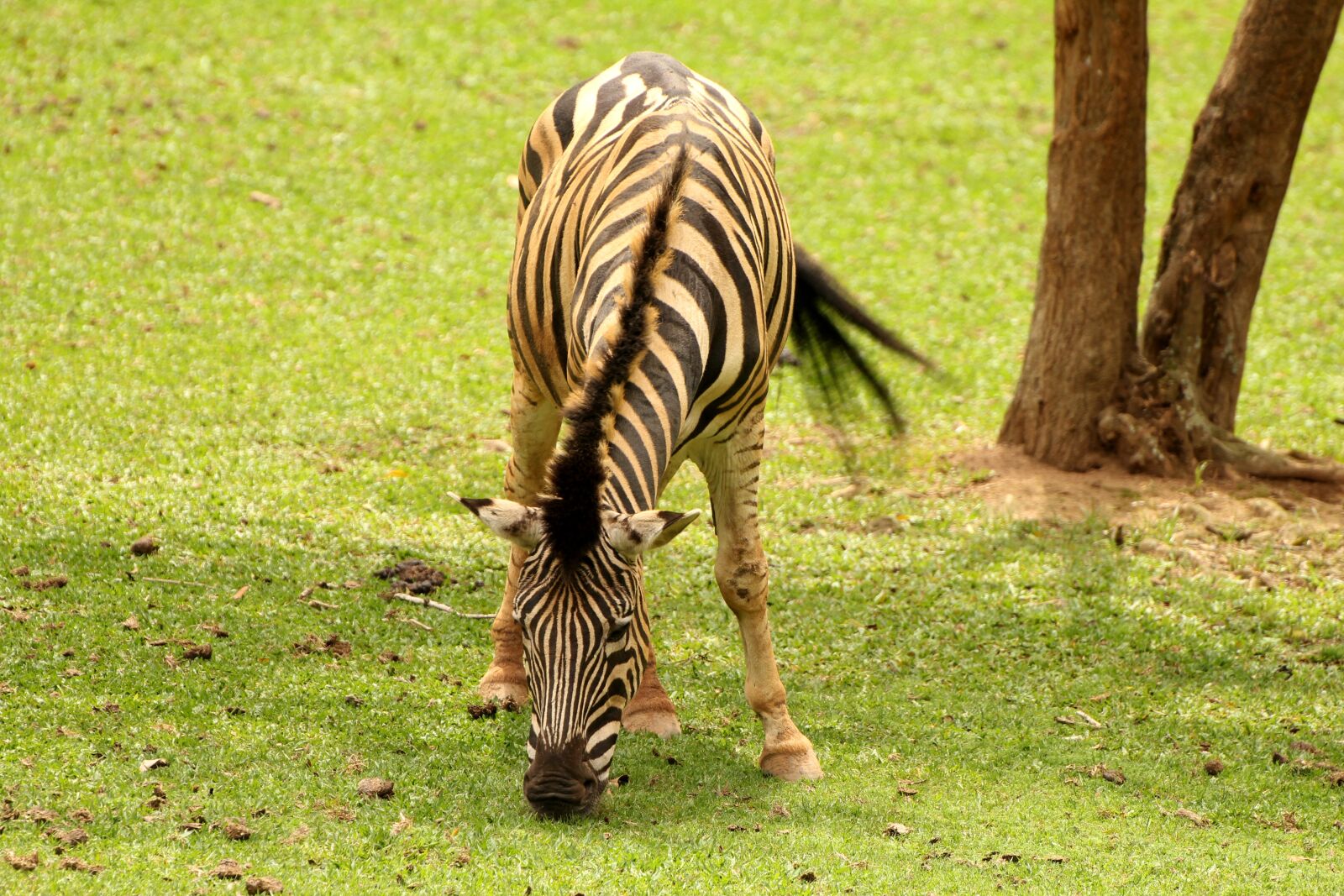 Canon EOS 550D (EOS Rebel T2i / EOS Kiss X4) sample photo. Zebra, animal, striped photography