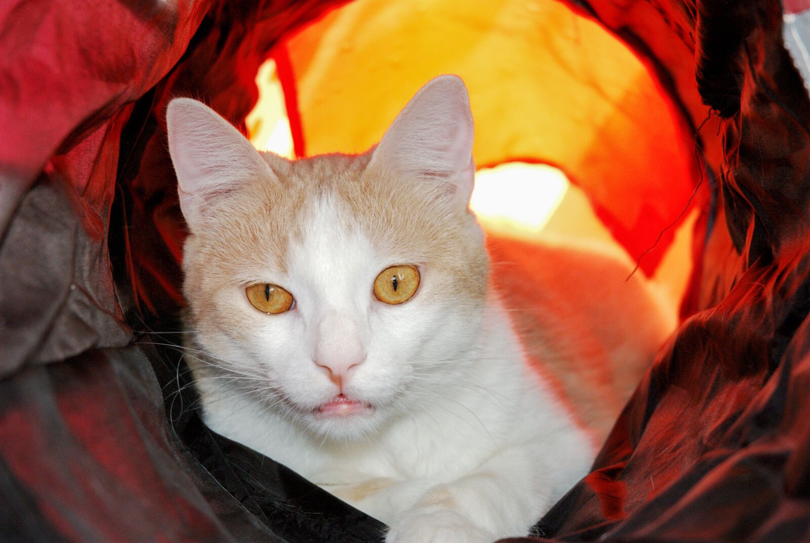 Nikon D80 sample photo. Cat, eyes, light photography
