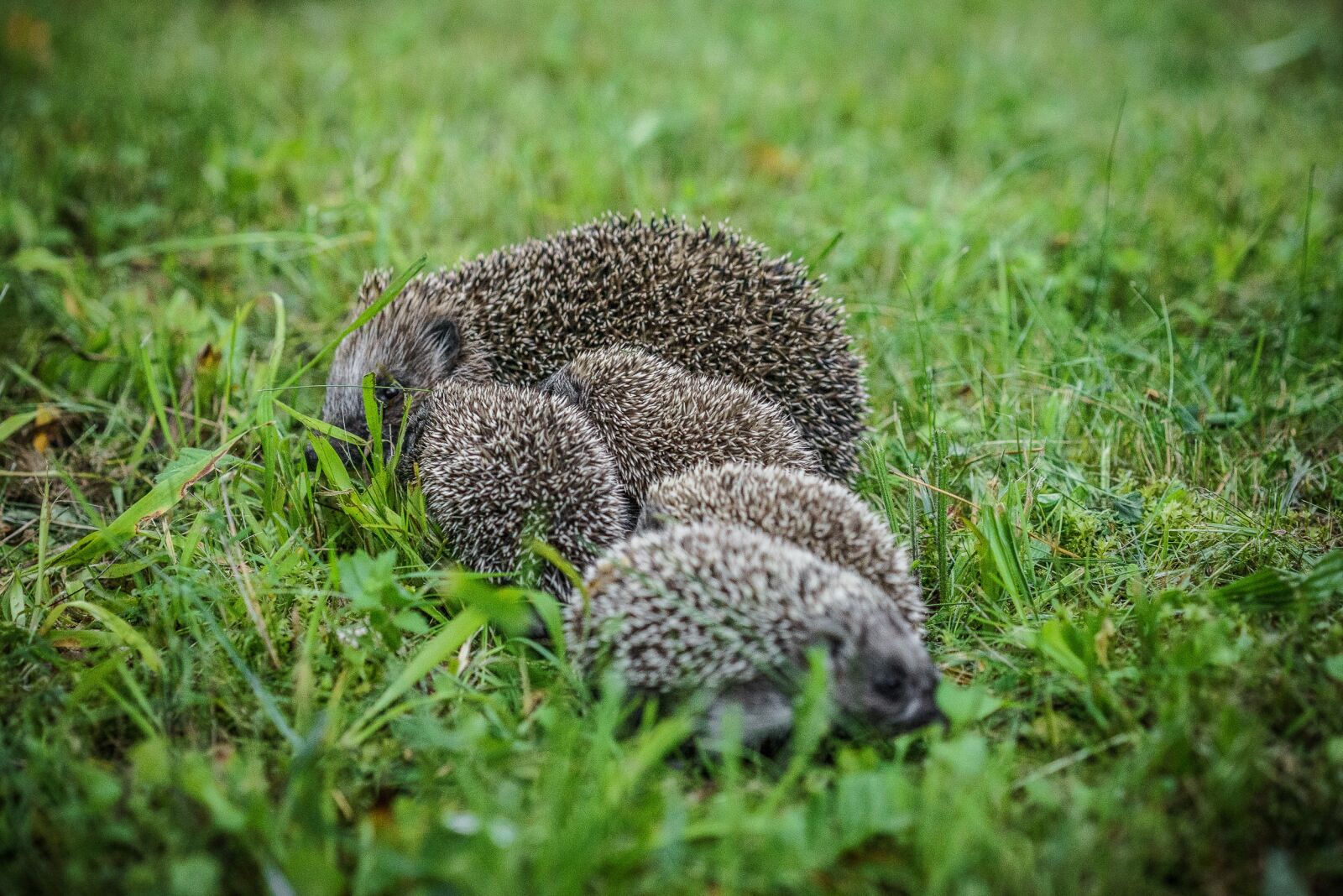 Sony a7R + Sony Sonnar T* FE 55mm F1.8 ZA sample photo. Animal, porcupine, cute porcupine photography