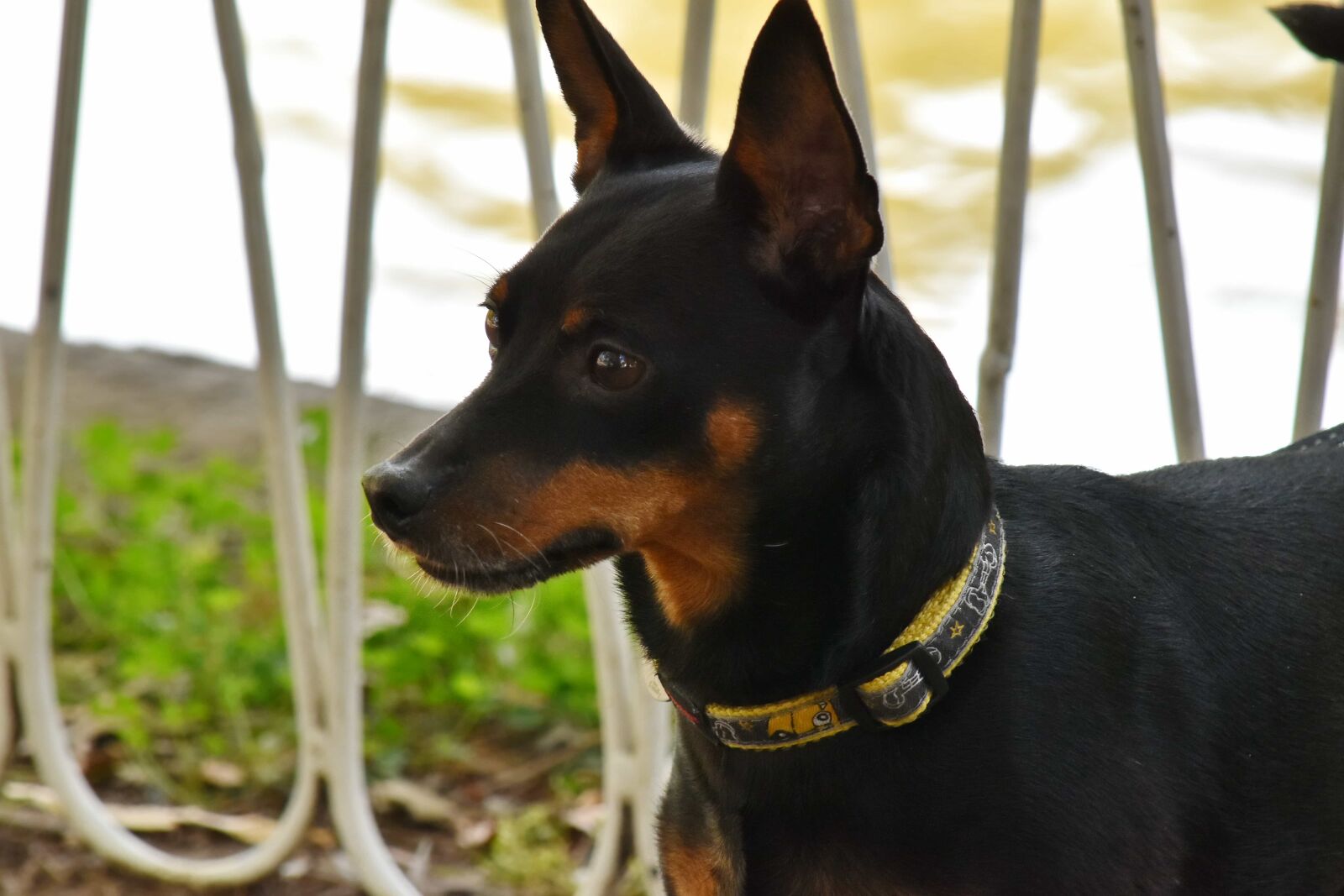 Nikon D5500 sample photo. Adorable, black, dog, miniature photography