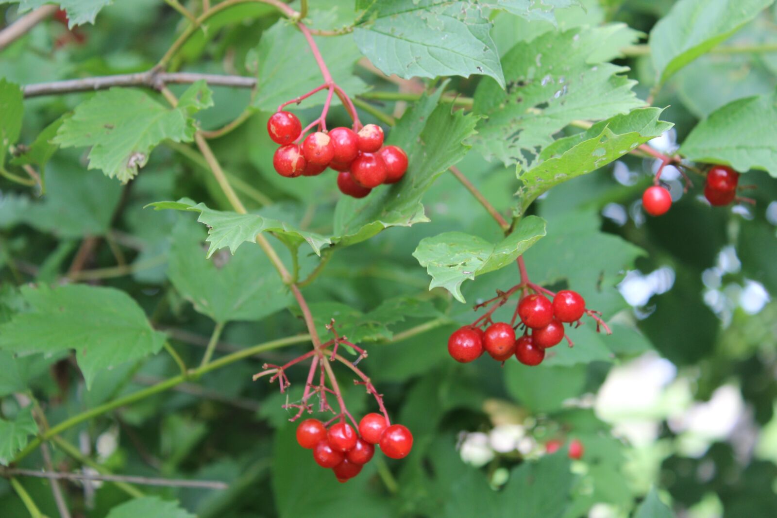 Canon EOS 600D (Rebel EOS T3i / EOS Kiss X5) sample photo. Red, green, natural photography