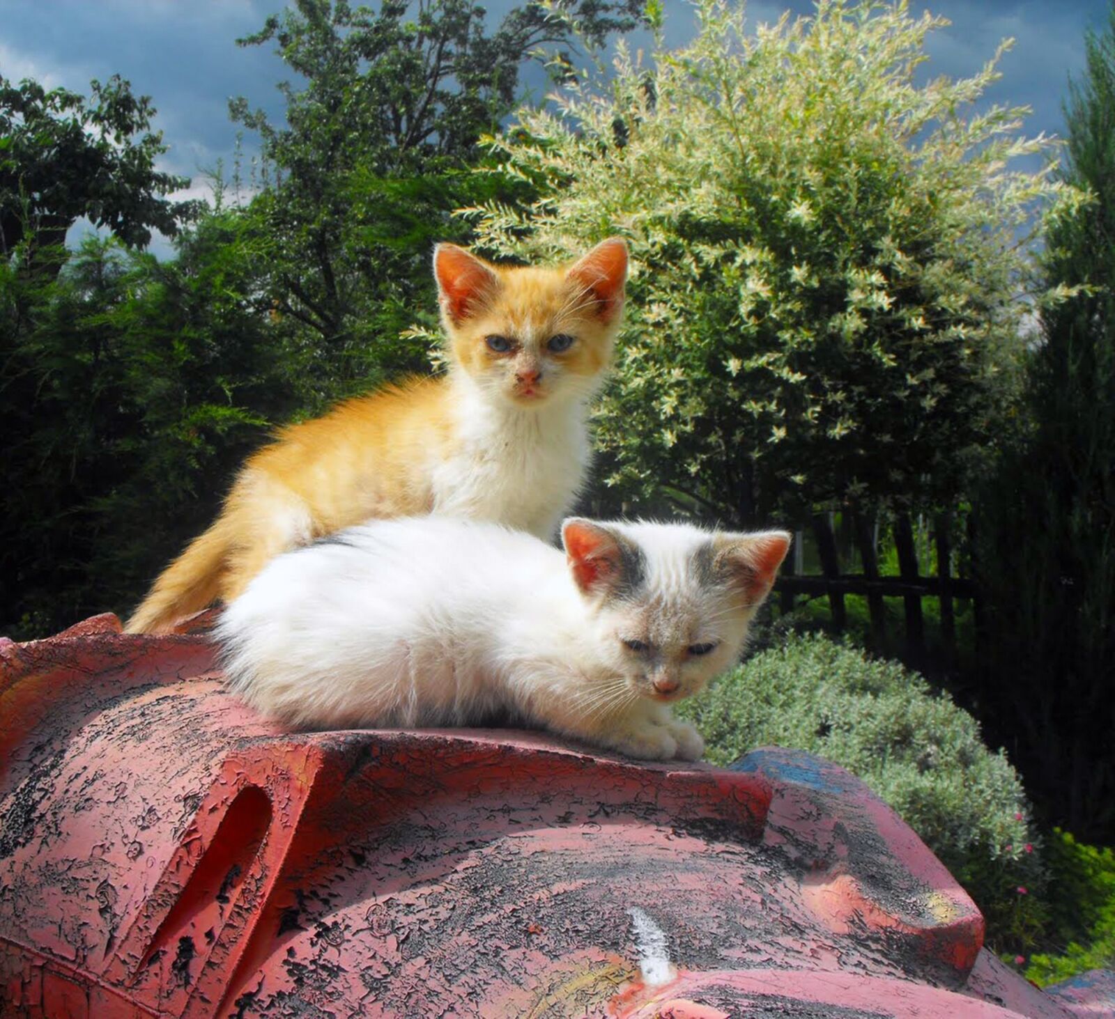 Fujifilm FinePix S1000fd sample photo. Kittens, cats, chicks photography