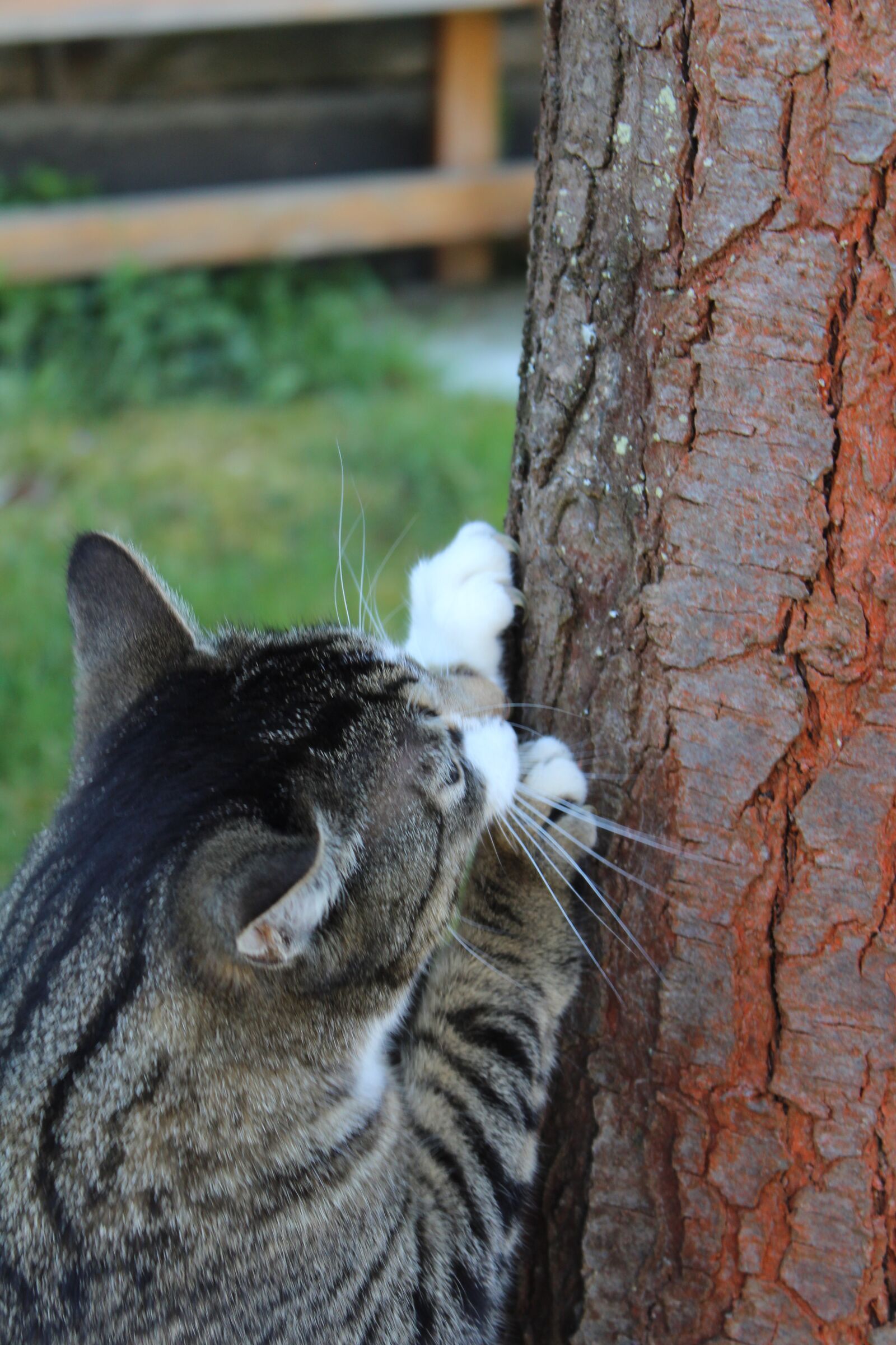Canon EOS 1300D (EOS Rebel T6 / EOS Kiss X80) sample photo. Cat, grey, domestic cat photography