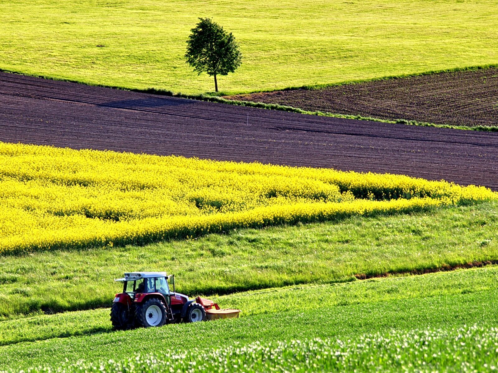 Olympus E-330 (EVOLT E-330) sample photo. Agriculture, field of rapeseeds photography
