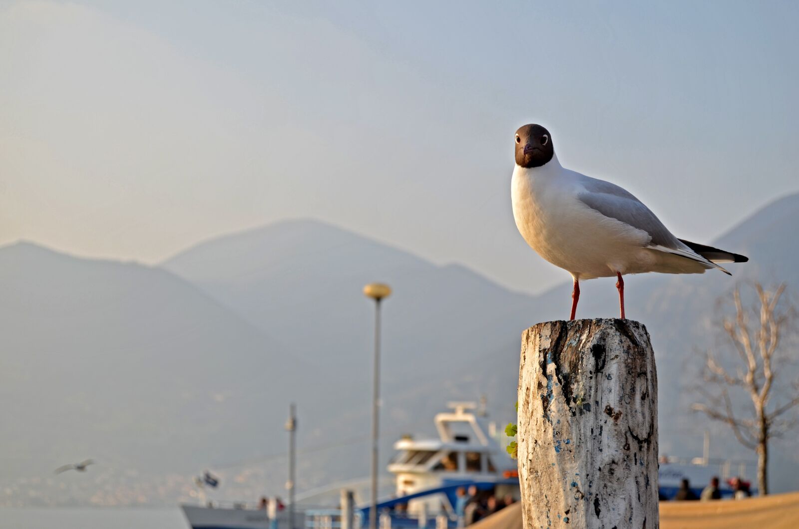 Nikon D5100 sample photo. Bird, water, animals photography