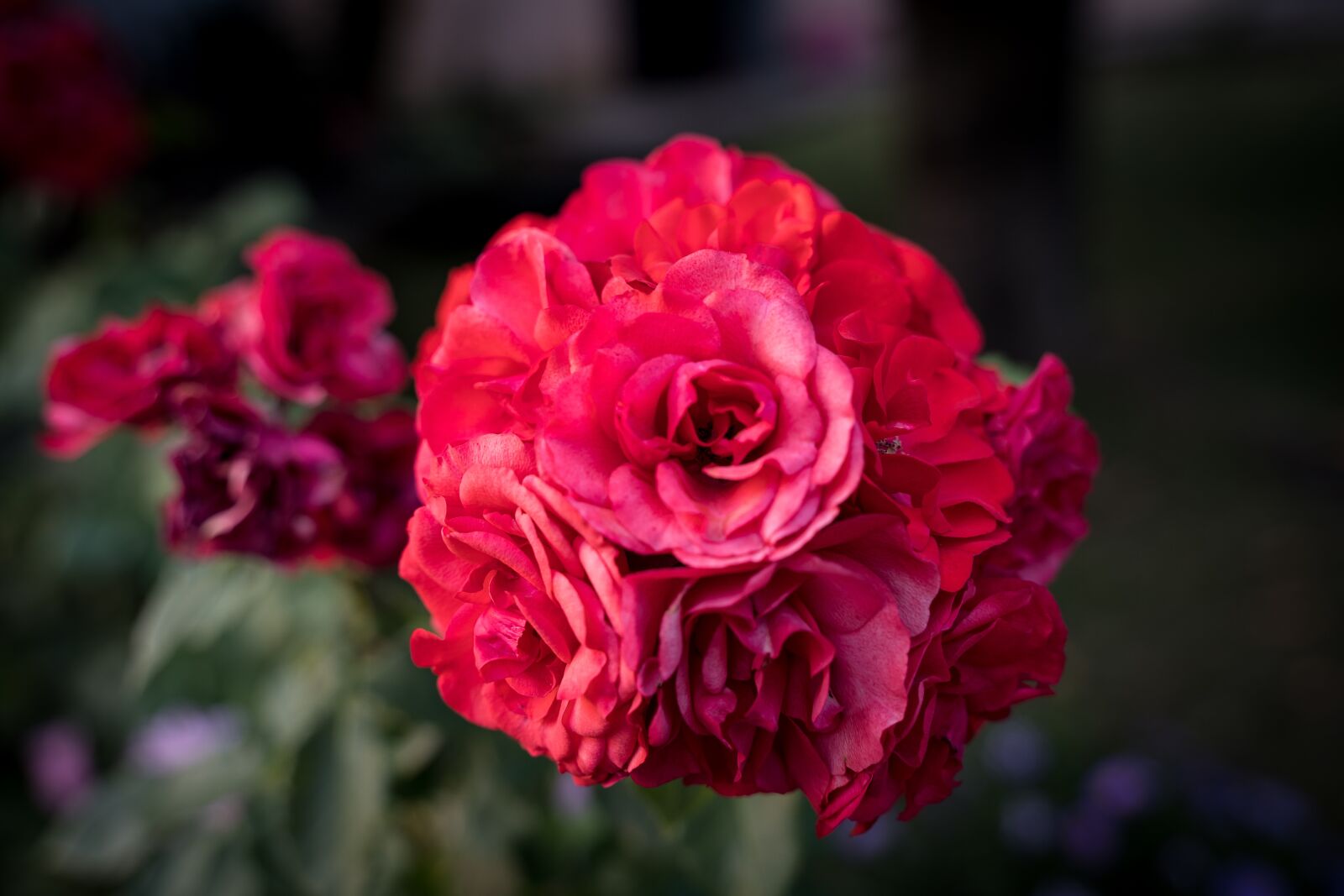 Sony a7 III sample photo. Roses, rose flower, bloom photography