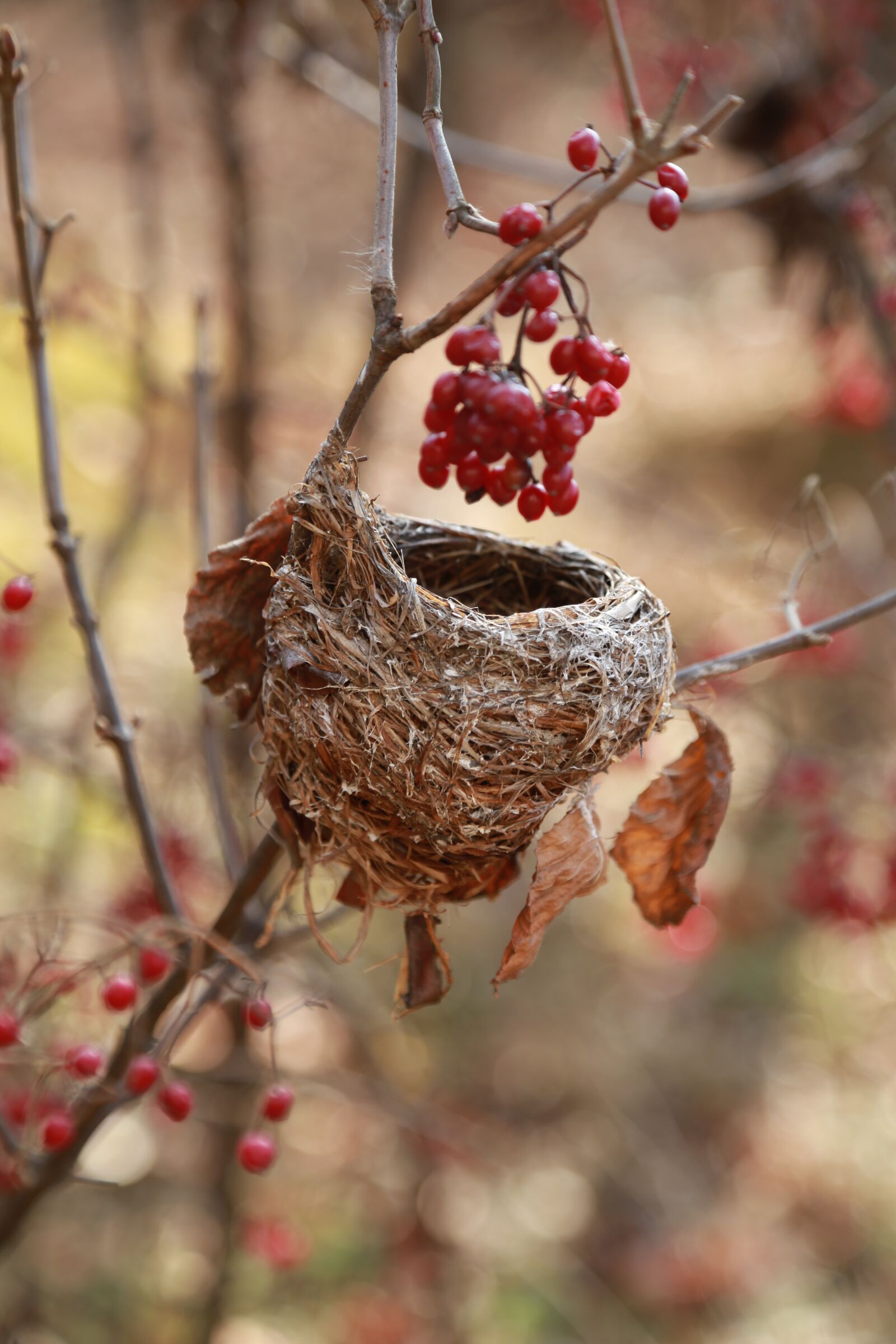 Canon EOS 6D + Canon EF 24-105mm F4L IS USM sample photo. The bird's nest, the photography