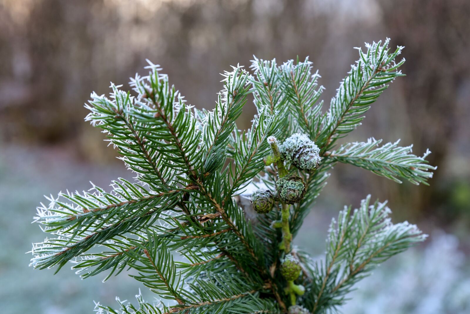 Nikon D750 sample photo. Winter, ice, frozen photography