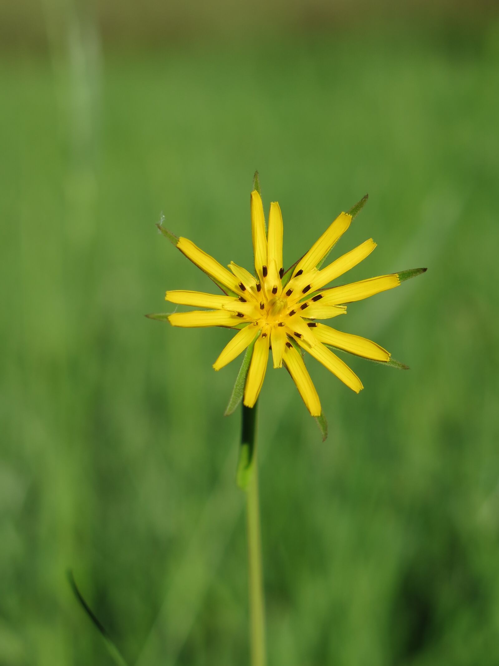 Canon PowerShot G16 sample photo. Flower, yellow, meadow photography