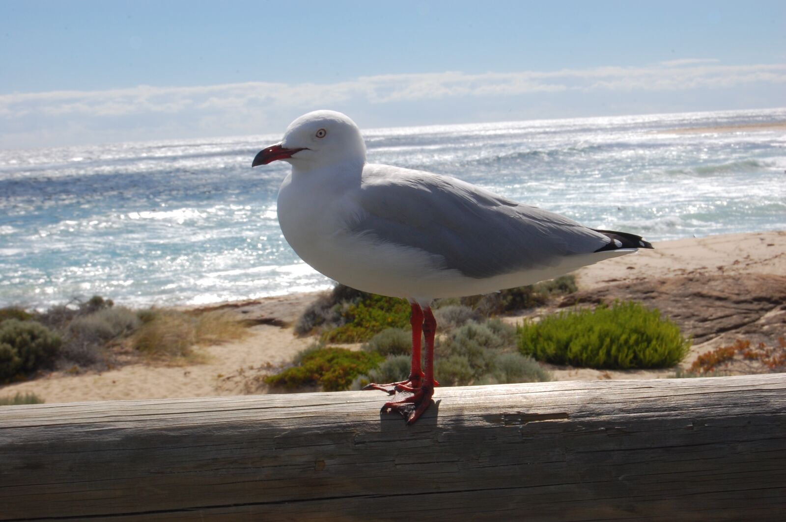 Nikon D40 sample photo. Gull, bird, seagull photography