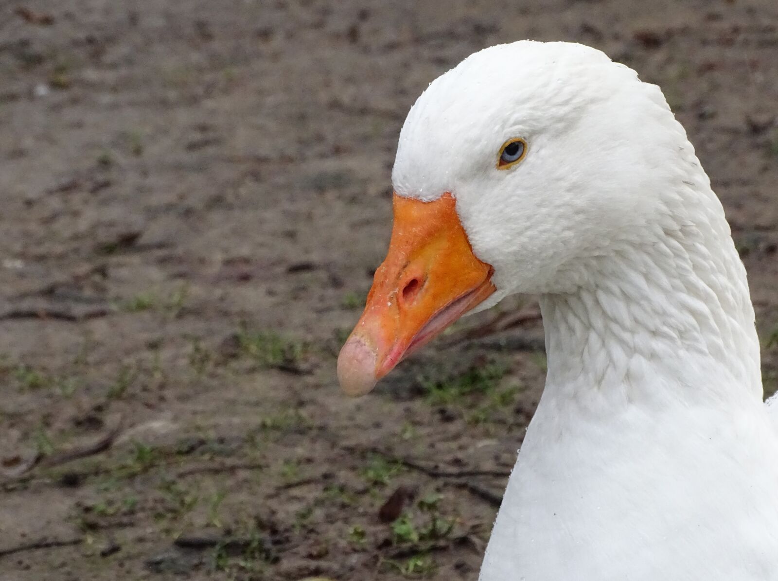 Sony Cyber-shot DSC-HX400V sample photo. Duck, oca, plumage photography