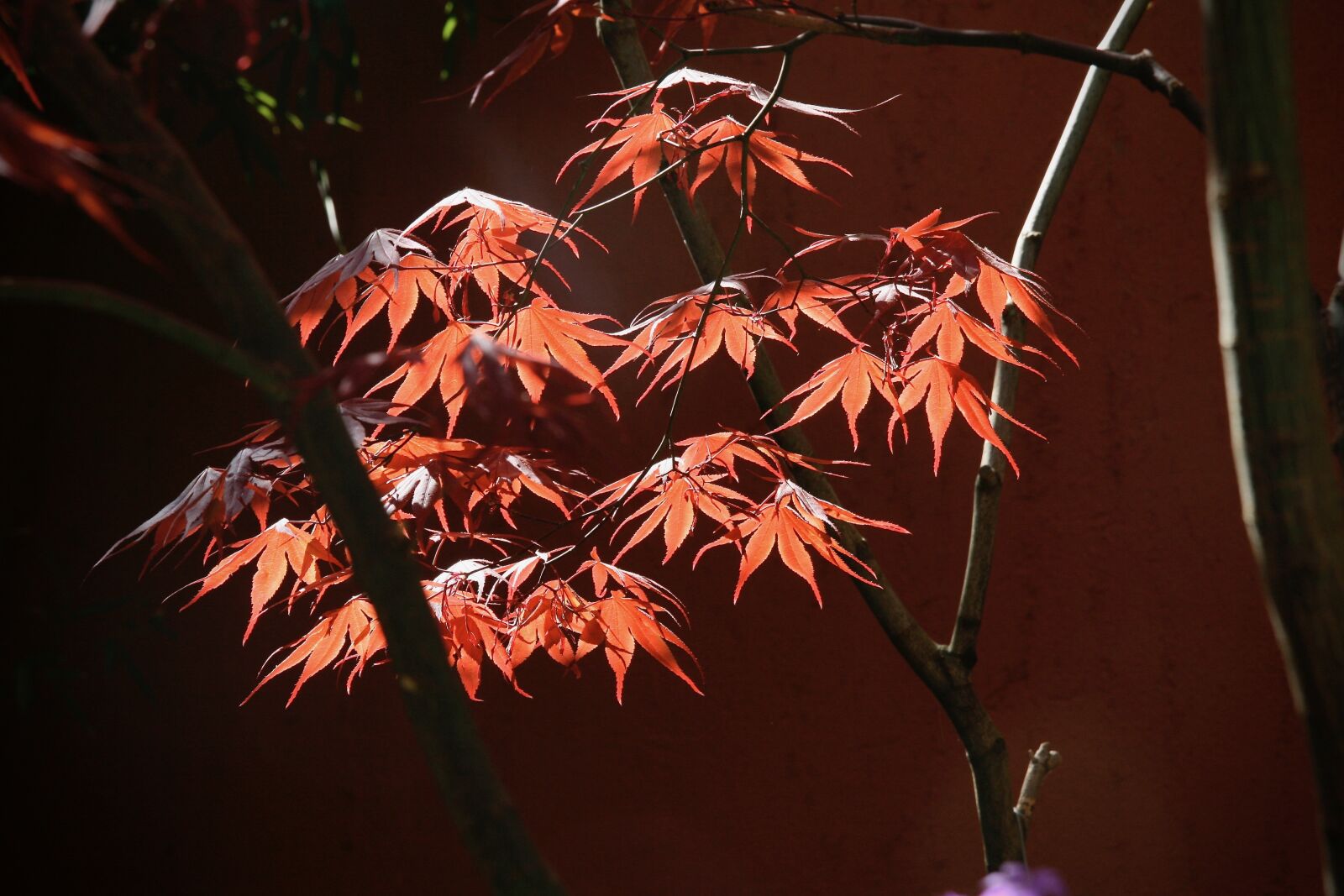 Canon EOS 400D (EOS Digital Rebel XTi / EOS Kiss Digital X) sample photo. Autumn, leaves, maple photography