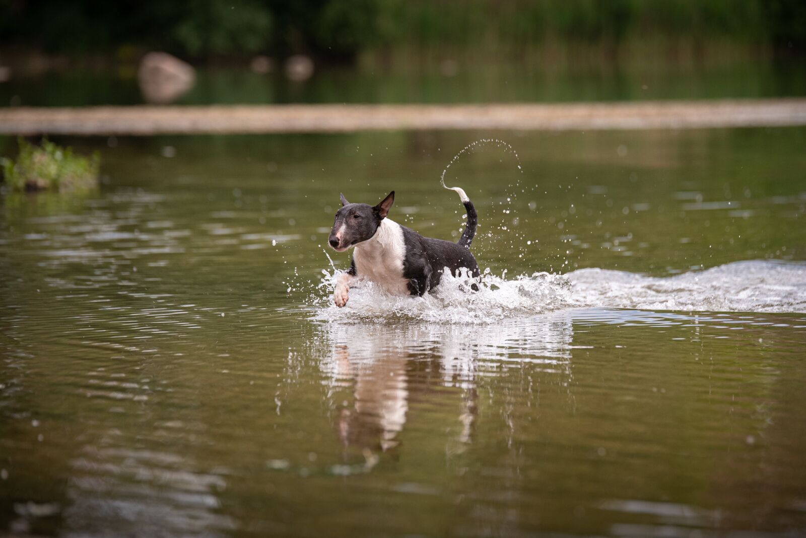 Nikon D750 + Tamron SP 70-200mm F2.8 Di VC USD sample photo. Dog, water, jump photography