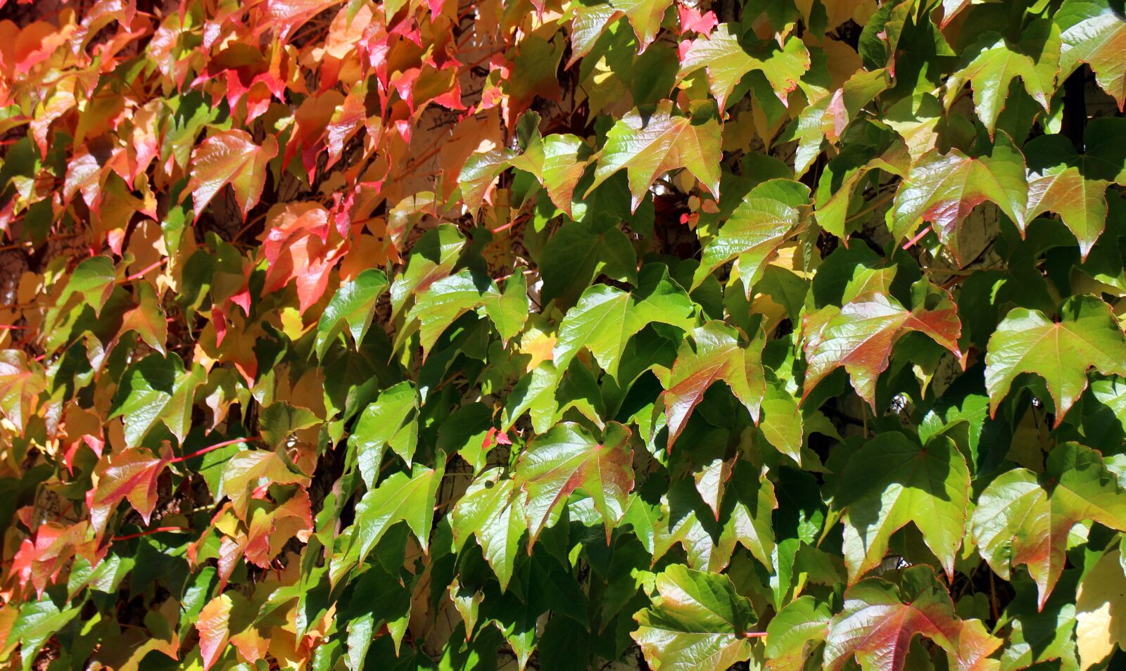 Canon EOS M sample photo. Vine, autumn, leaves photography