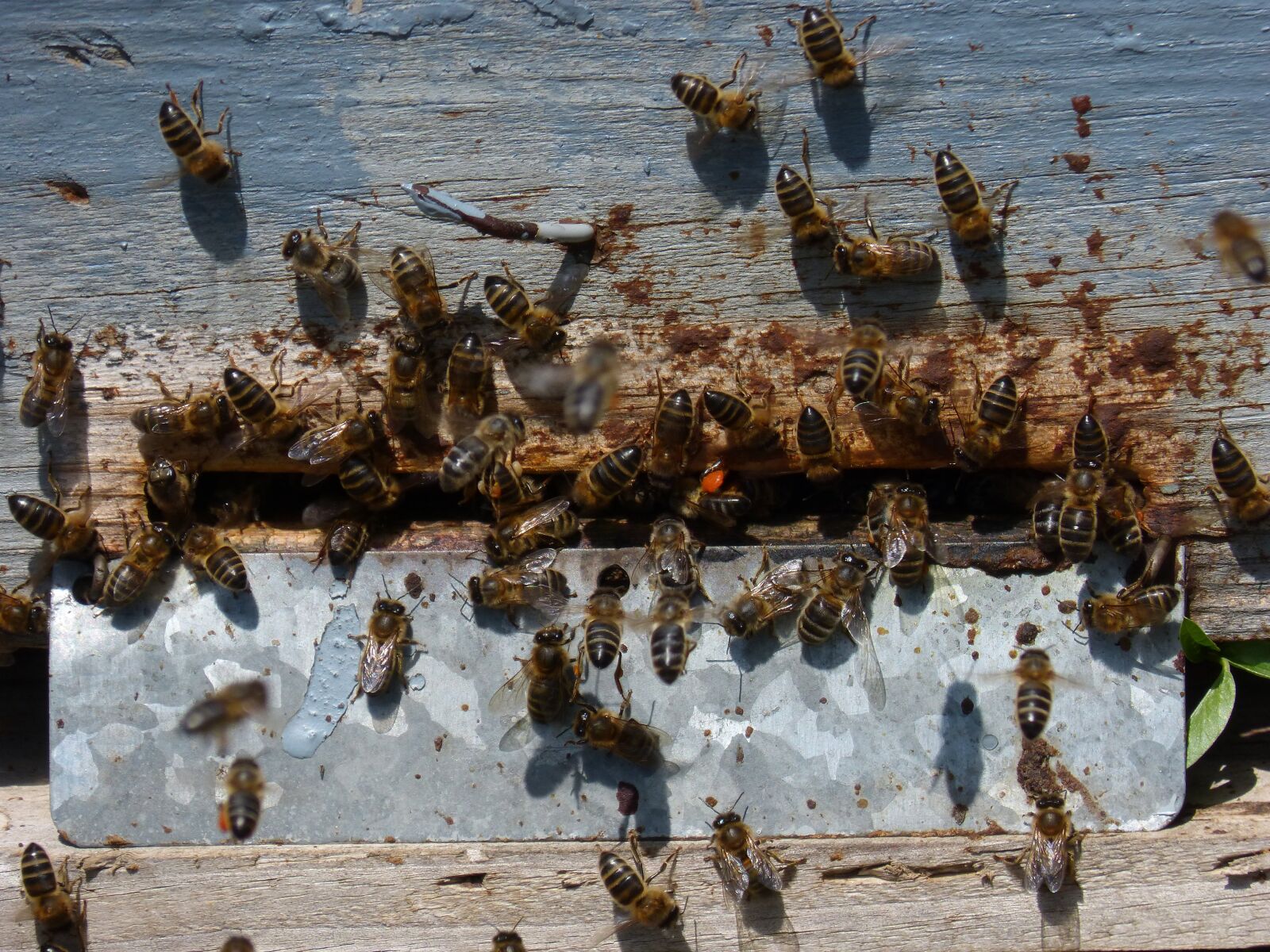 Panasonic DMC-FZ62 sample photo. Diaper, arna, bees photography