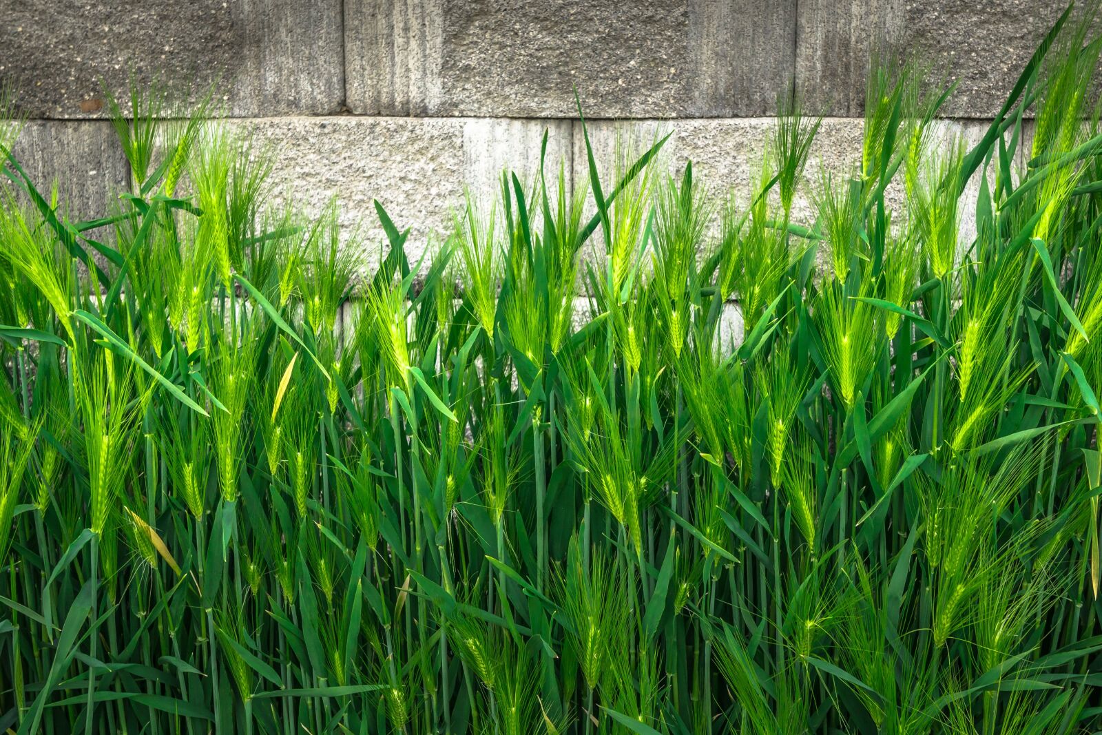 Sony Alpha NEX-5 + Sony E 18-55mm F3.5-5.6 OSS sample photo. Barley, nature, green photography