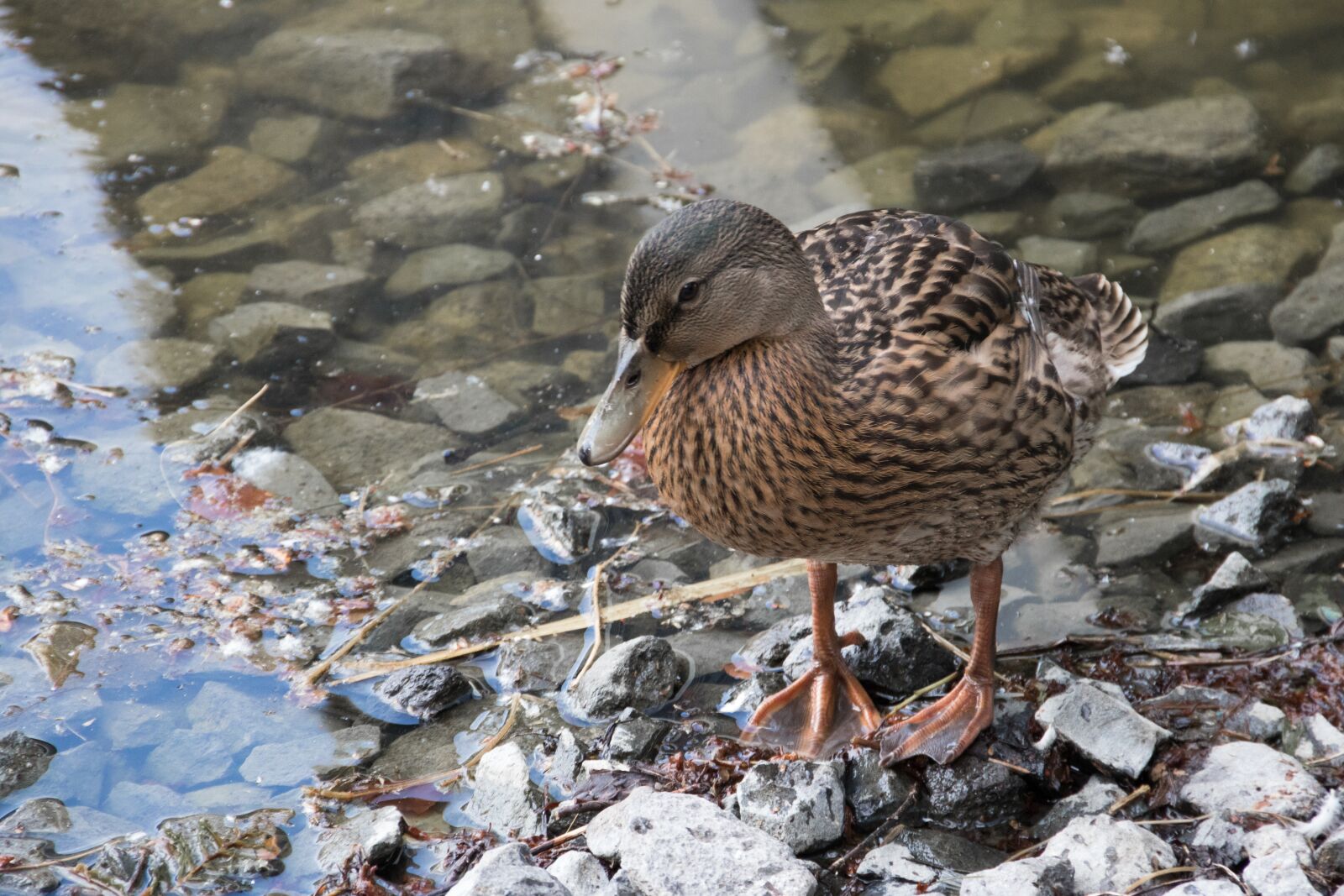 Canon EOS 750D (EOS Rebel T6i / EOS Kiss X8i) sample photo. Duck, bird, water bird photography