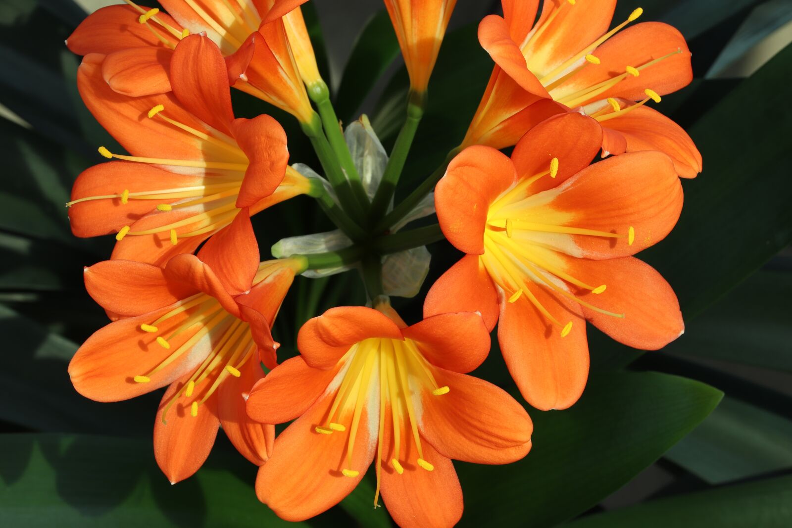 Canon EOS 800D (EOS Rebel T7i / EOS Kiss X9i) sample photo. Clivia miniata, flowers, beautiful photography