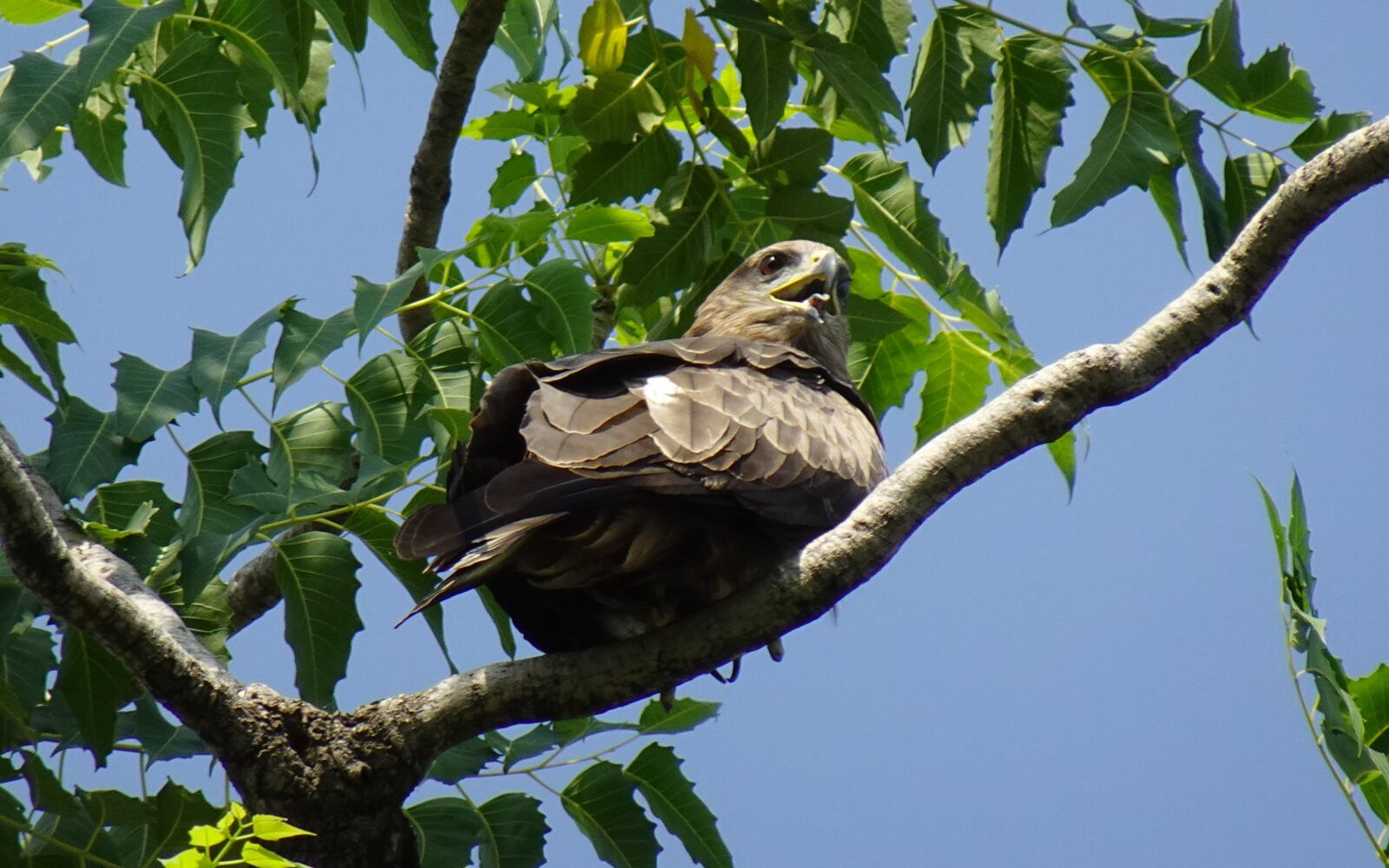 Sony DSC-WX800 sample photo. Bird, avian, kite photography