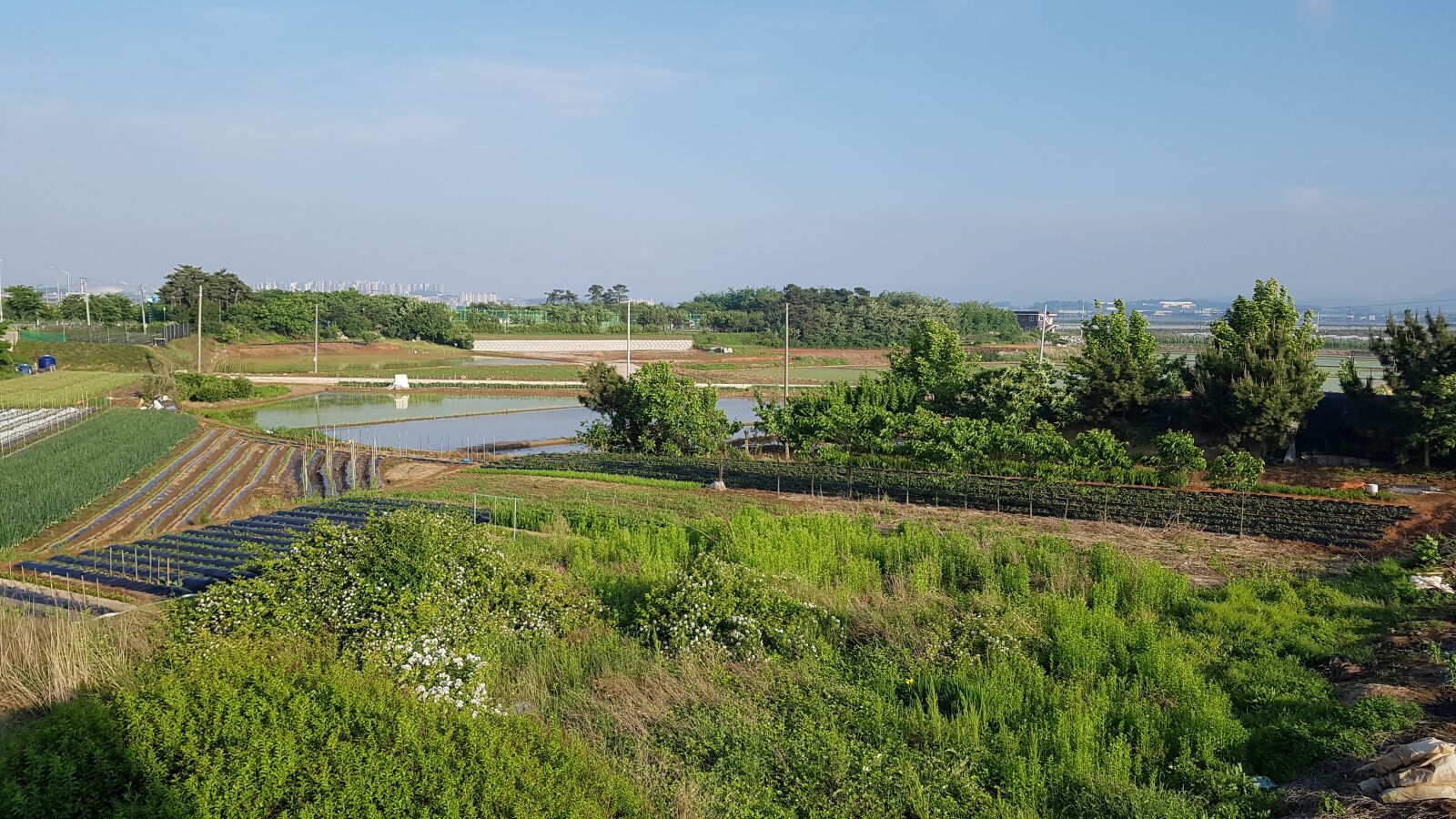 Samsung Galaxy S7 sample photo. Rice fields, power, landscape photography