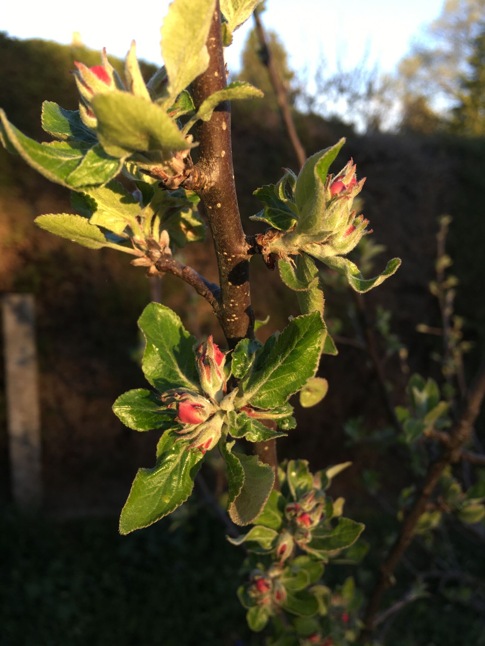 iPhone SE back camera 4.15mm f/2.2 sample photo. Blossom, bloom, apple photography