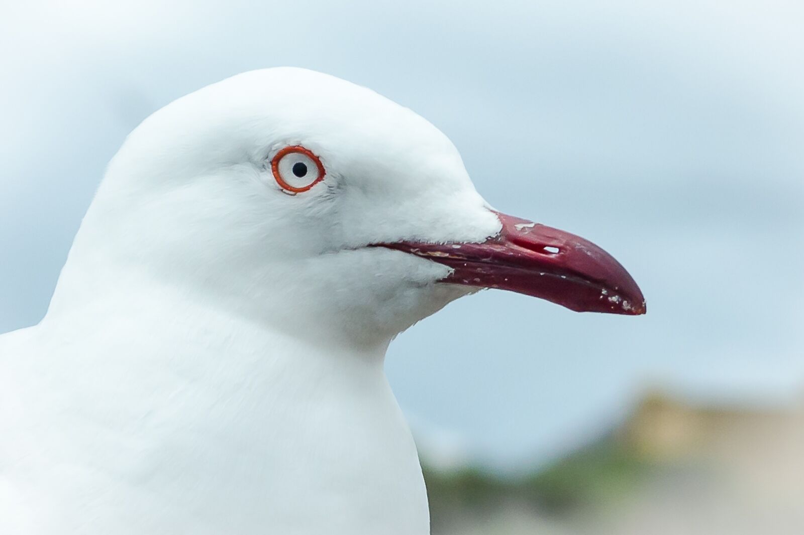 Nikon D5100 sample photo. Seagull, seabird, bird photography