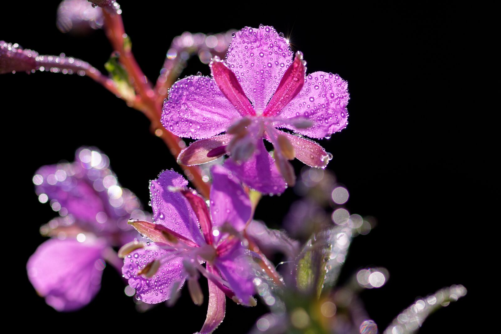 Nikon D7200 sample photo. Epilobium, evening primrose greenhouse photography