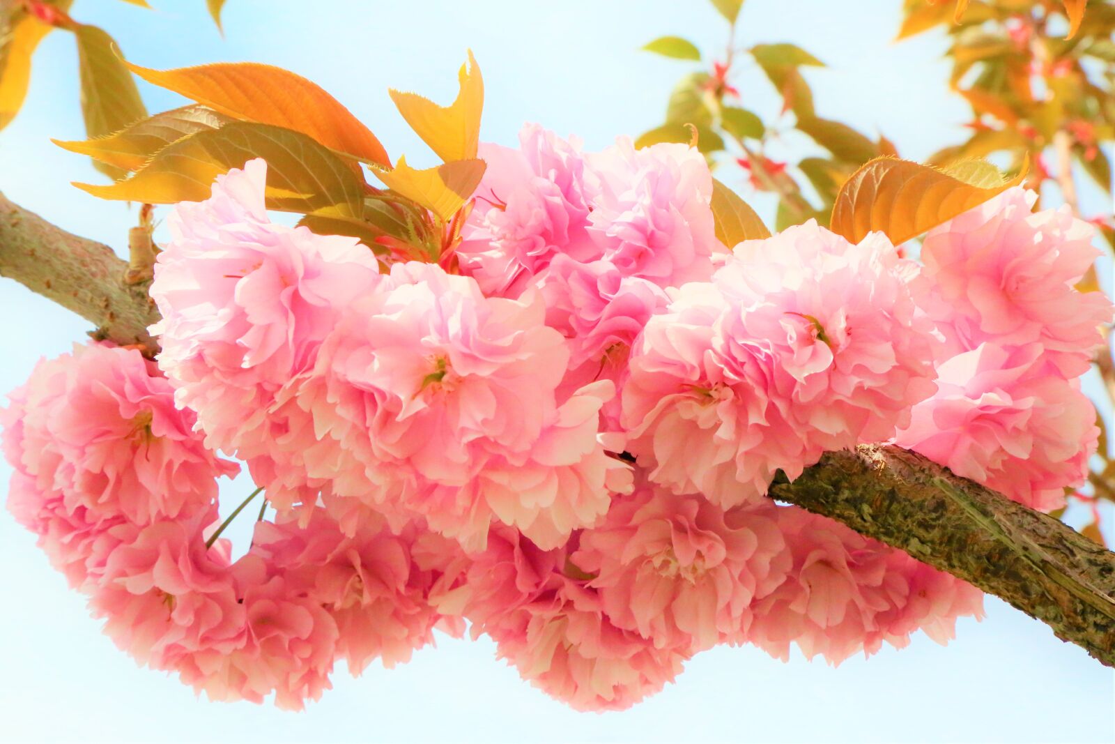 Canon EF 24-105mm F4L IS USM sample photo. Nature, flowers, spring photography