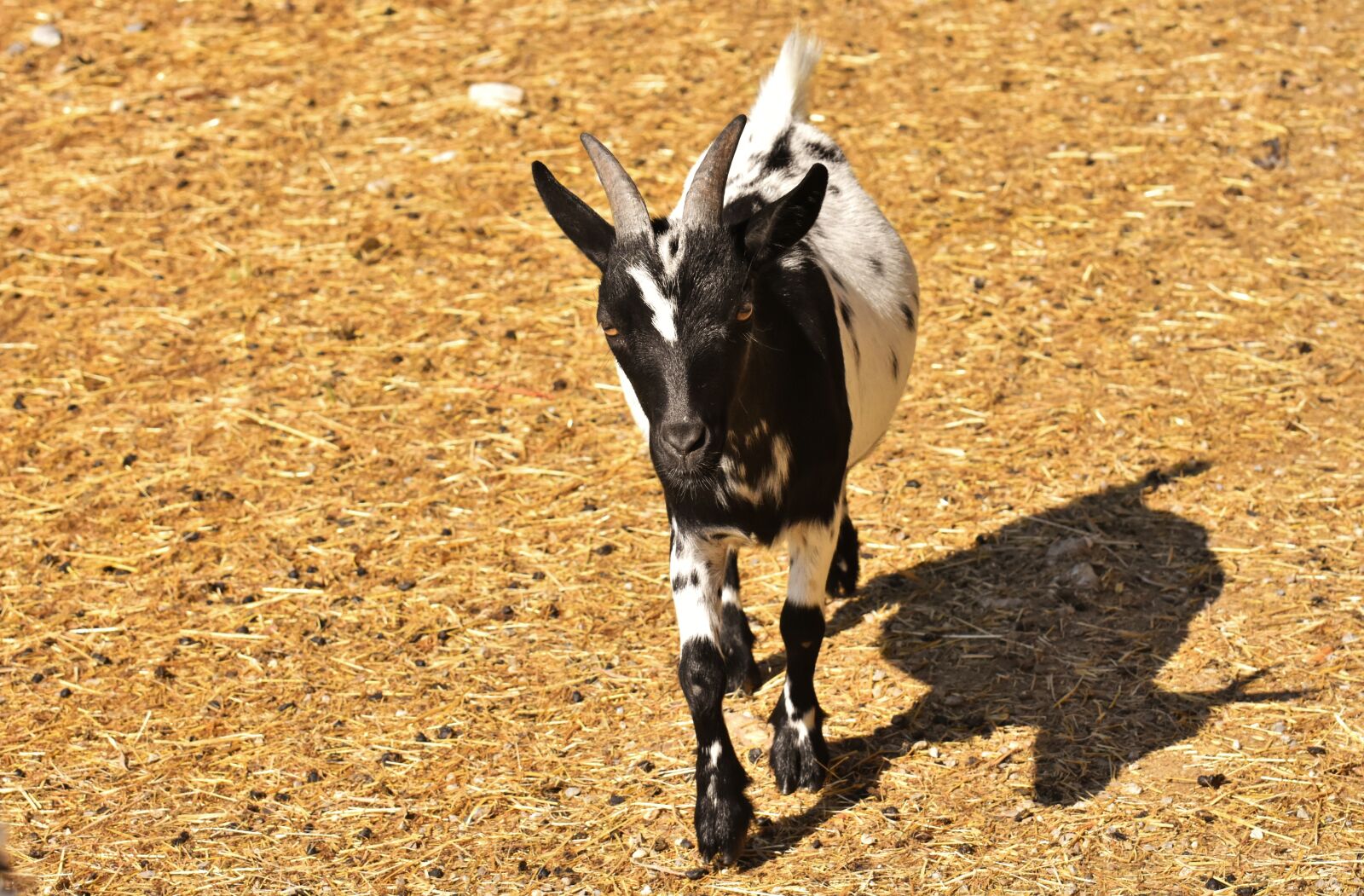 Nikon D7200 sample photo. Goat, animal, horns photography