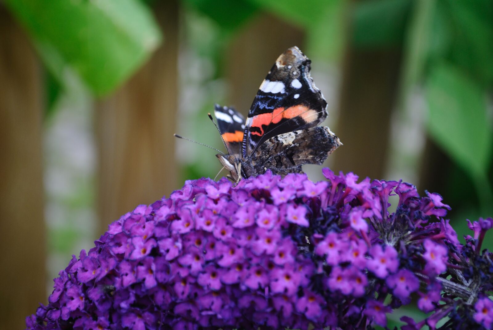 Nikon D3000 sample photo. Butterfly, flower, insect photography