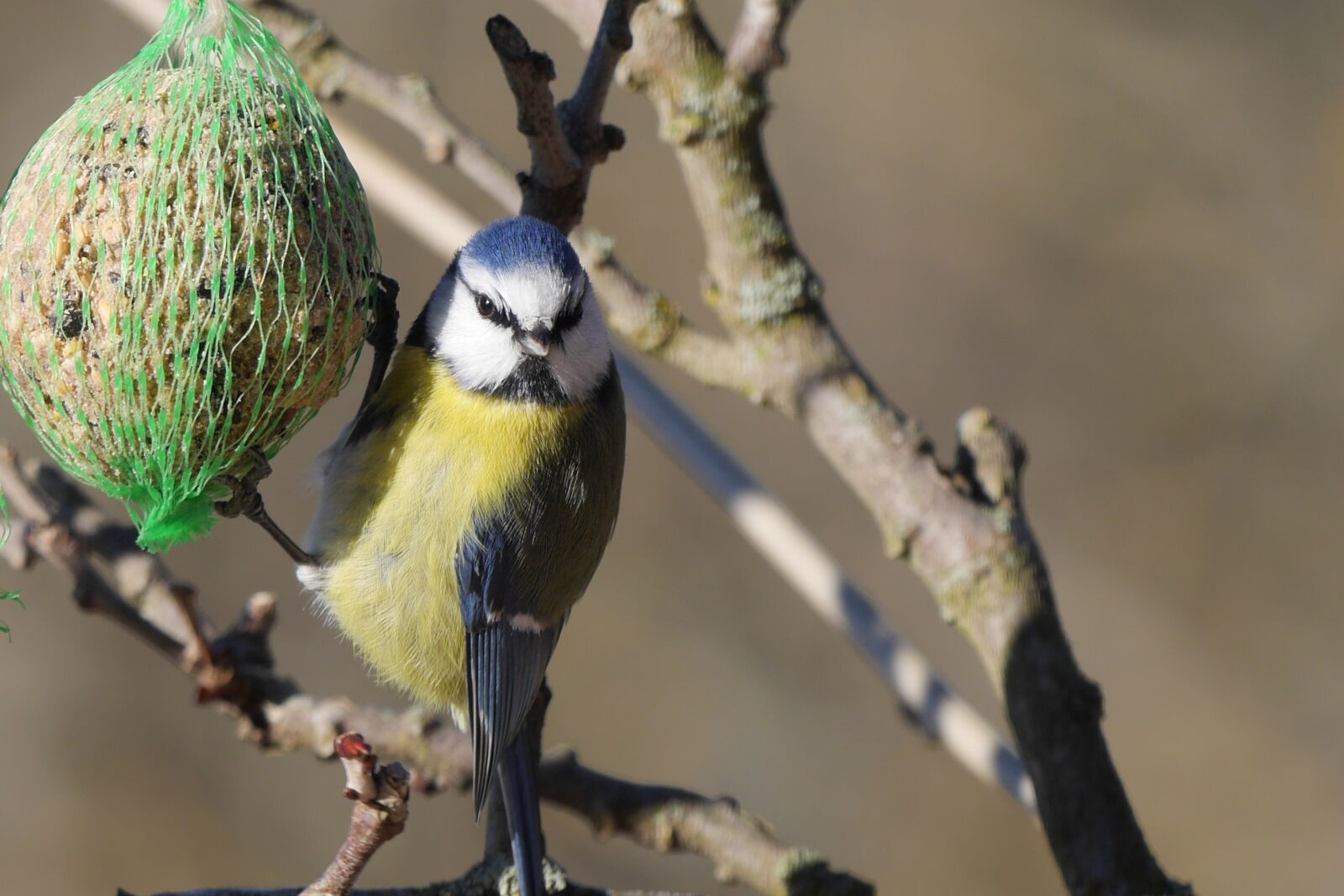 Panasonic Lumix DMC-GH3 sample photo. Bird, blue tit, feeding photography