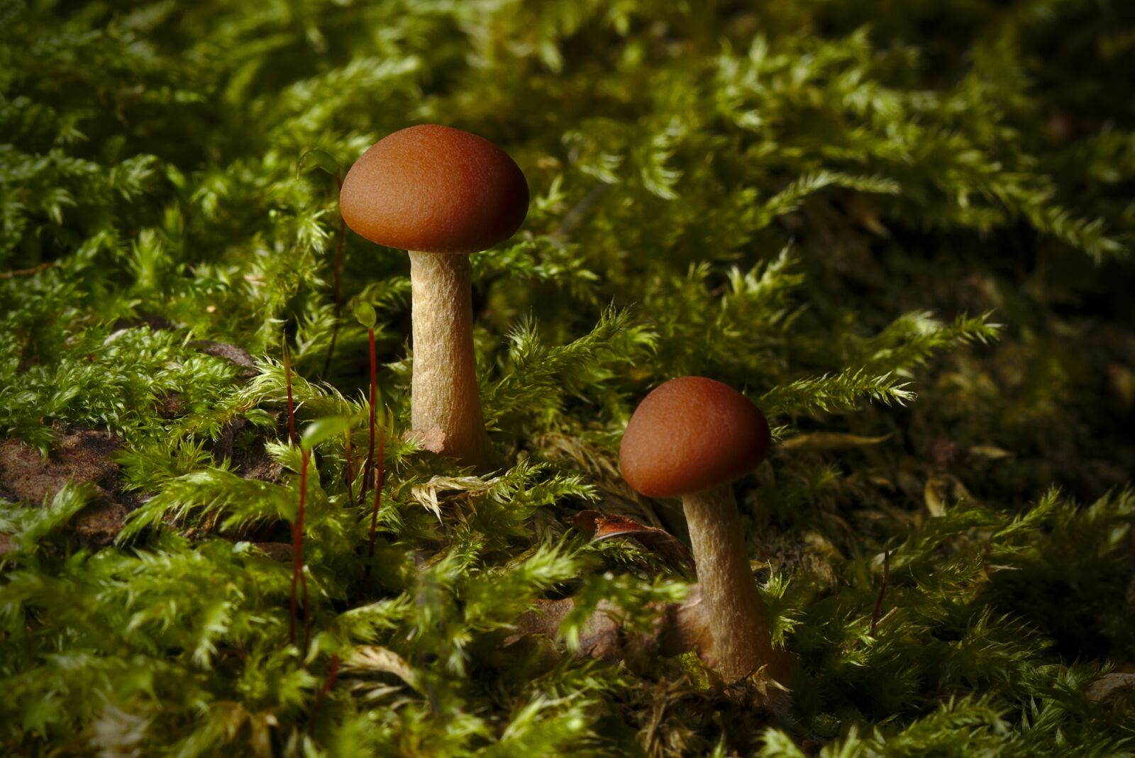 Canon EOS M5 + Canon EF 100mm F2.8L Macro IS USM sample photo. Mushroom, forest, autumn photography