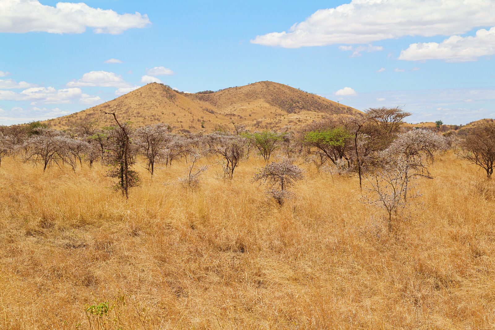 Canon EOS 600D (Rebel EOS T3i / EOS Kiss X5) sample photo. Africa, kenya, safari photography