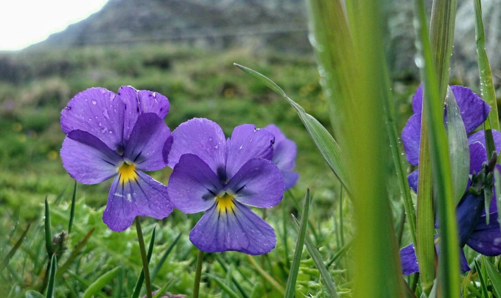 Sony Xperia Z1 Compact sample photo. Violets, alpine plants, para photography