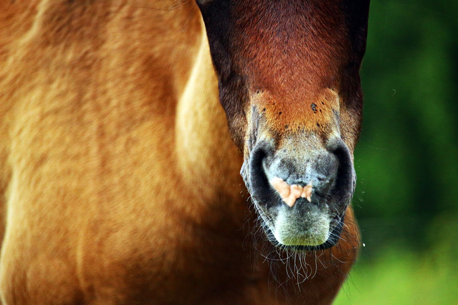 Canon EOS 100D (EOS Rebel SL1 / EOS Kiss X7) sample photo. Horse, foal, thoroughbred arabian photography