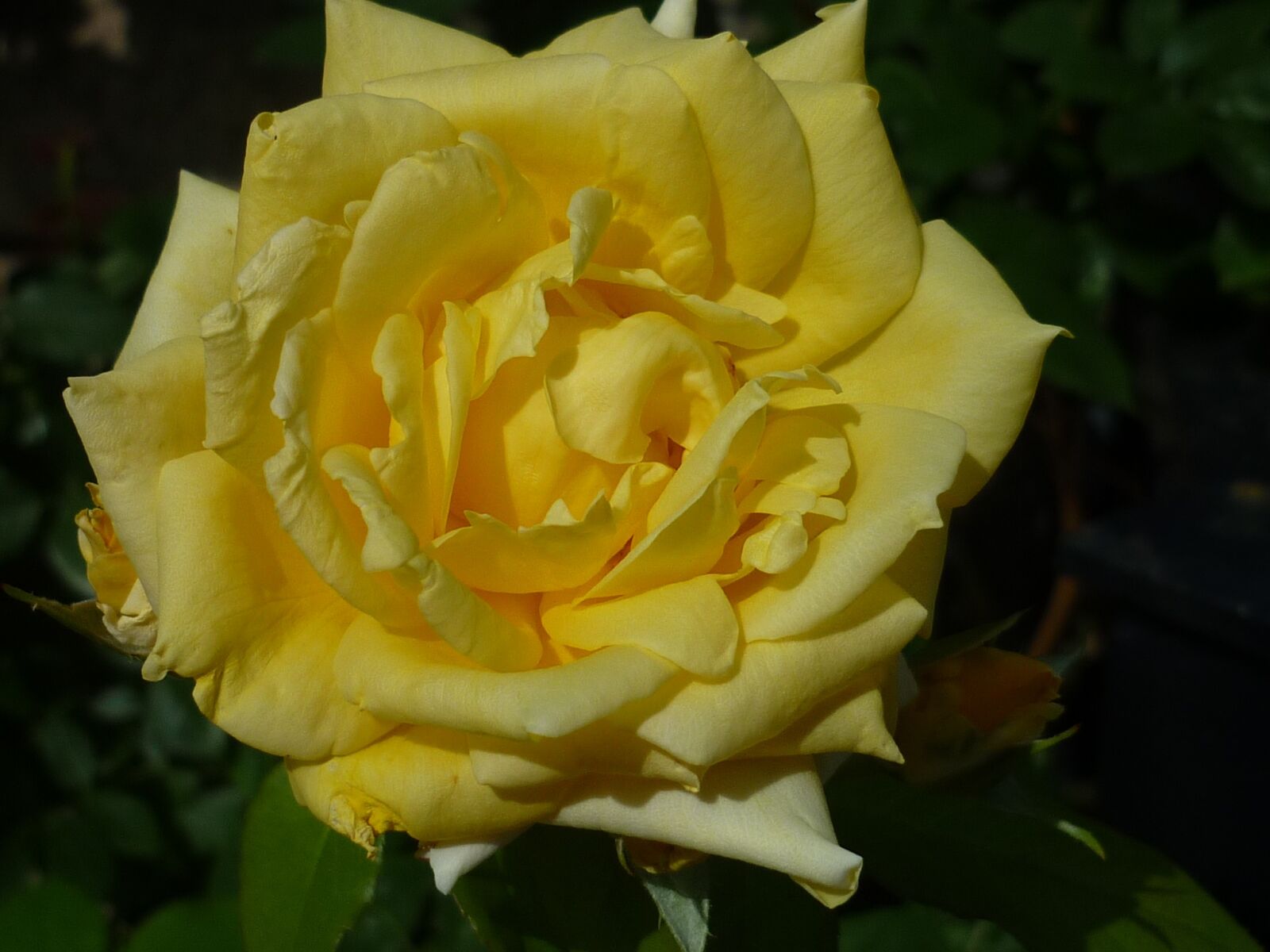 Panasonic Lumix DMC-FS6 sample photo. Rose, yellow, flower garden photography