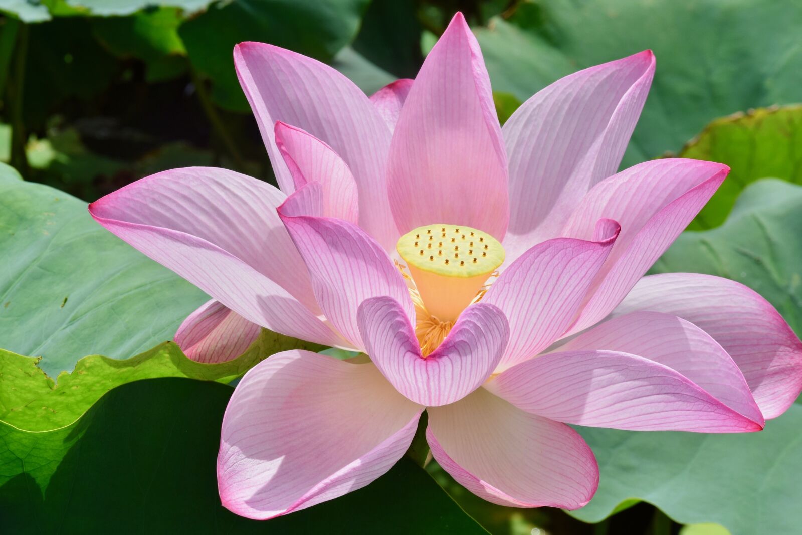 Nikon D3300 sample photo. Water lily, gardens, pink photography