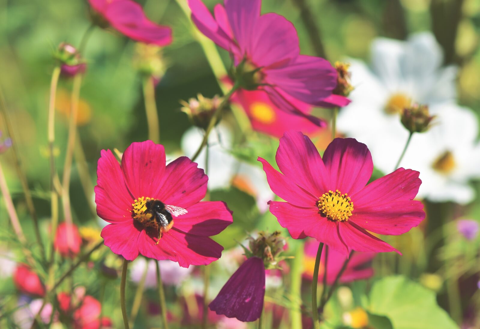 Nikon D7200 sample photo. Cosmea, flower, flower meadow photography