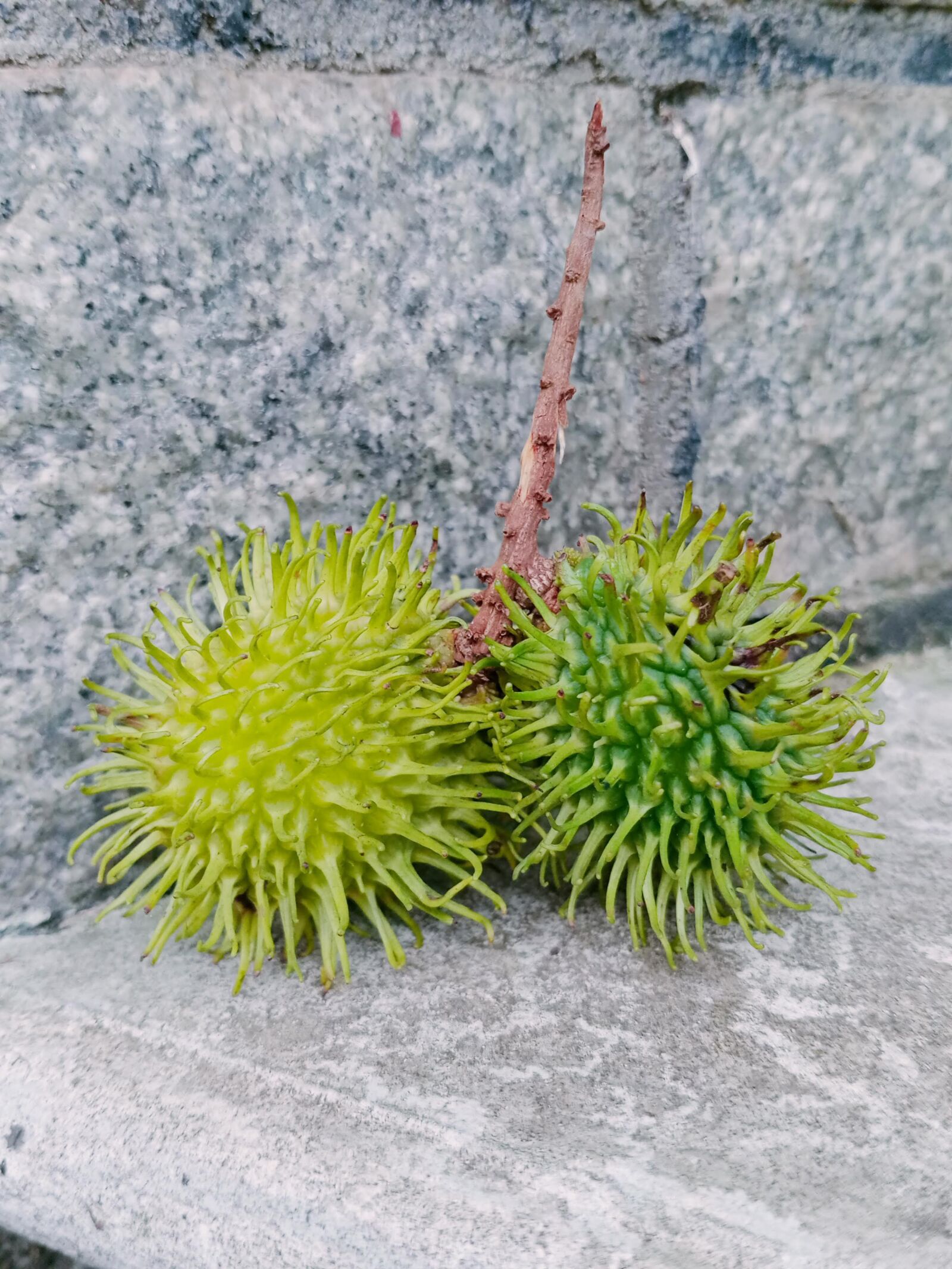 OPPO A31 sample photo. Green rambutan, corona fruit photography